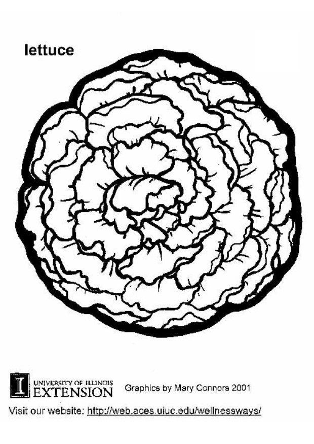 latttuga Disegno da colorare latttuga