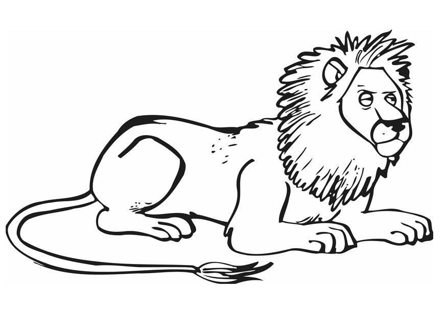 leone Disegno da colorare leone