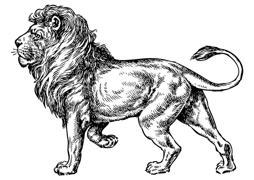 leone Disegno da colorare leone