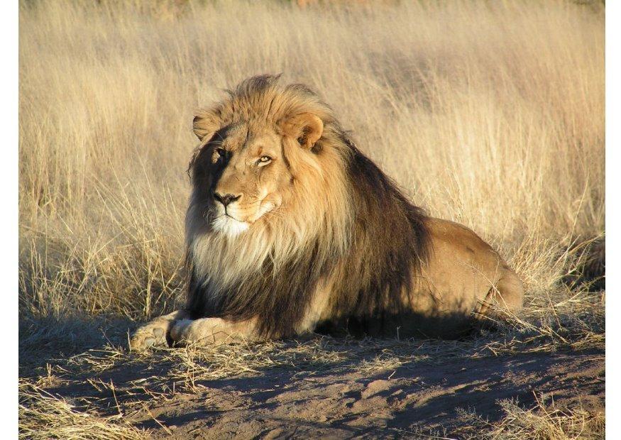 leone Foto leone