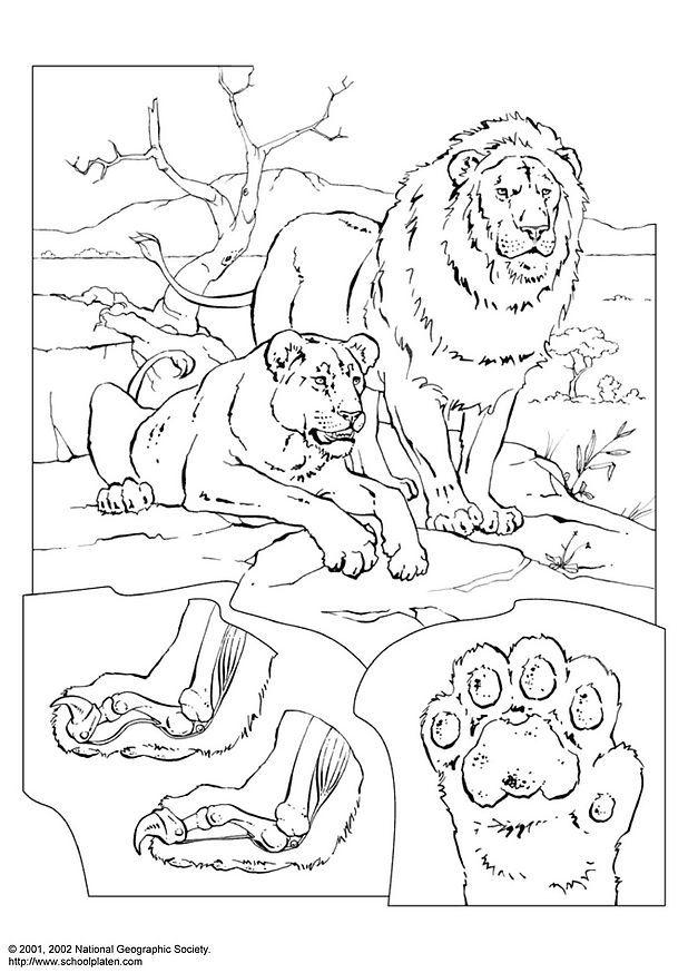 leoni Disegno da colorare leoni