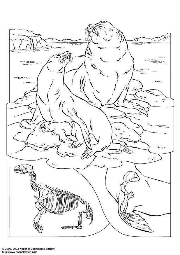 leoni marini Disegno da colorare leoni marini