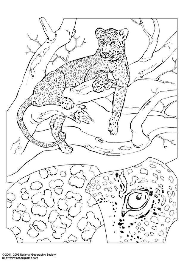 leopardo Disegno da colorare leopardo