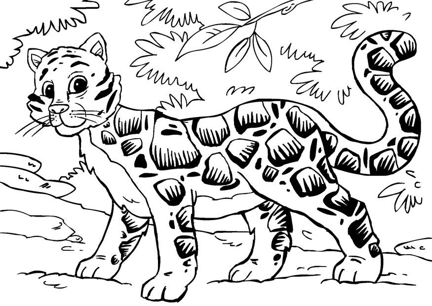 leopardo nebuloso Disegno da colorare leopardo nebuloso