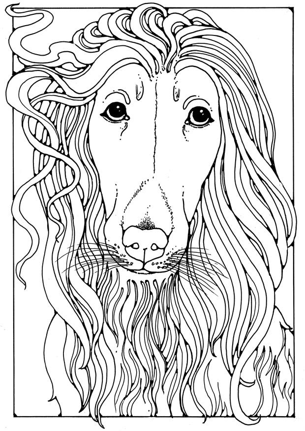 levriero afgano Disegno da colorare levriero afgano