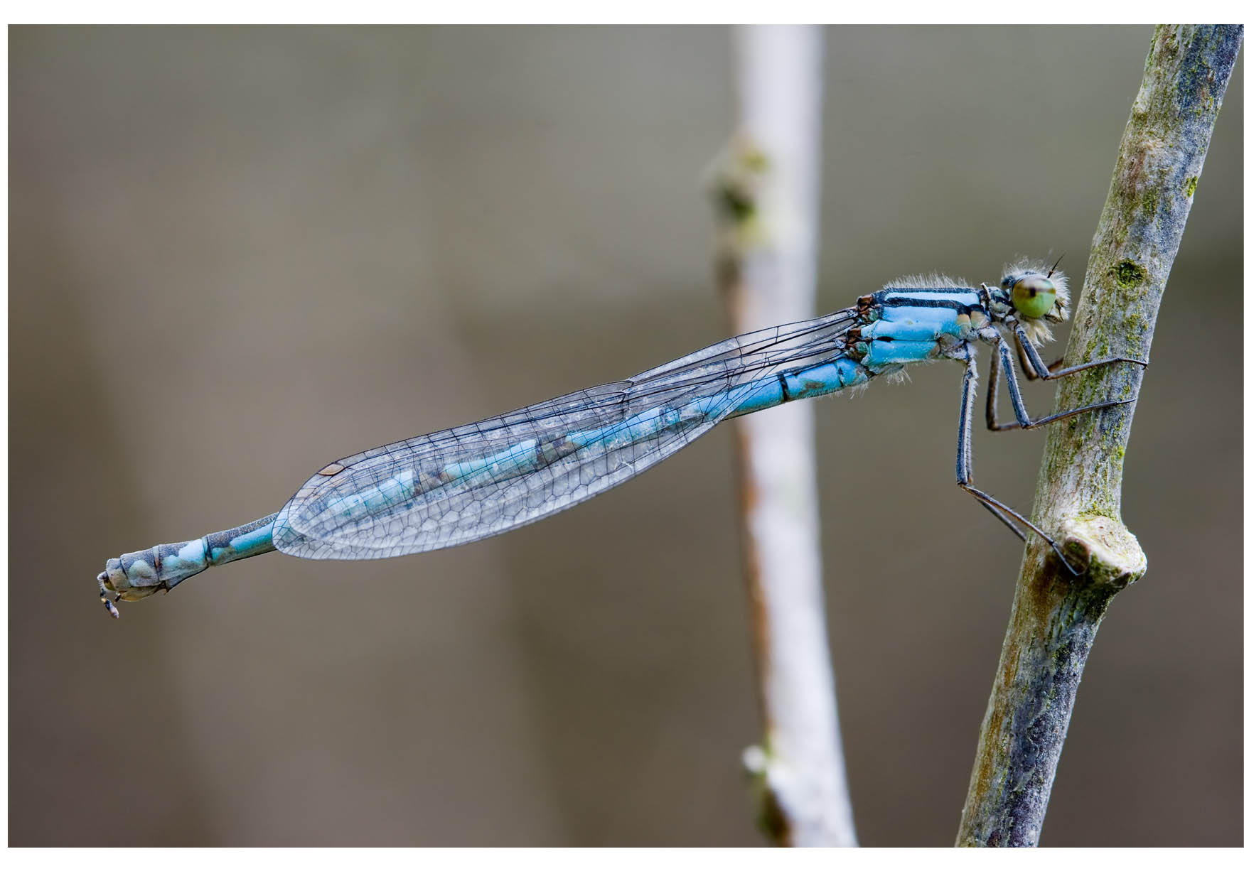 libellula Foto libellula