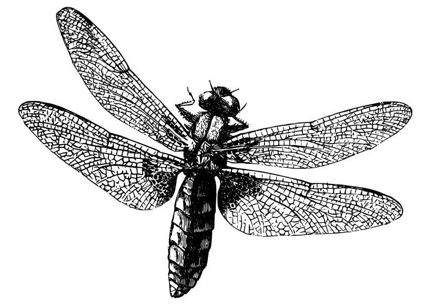 libellula Disegno da colorare libellula