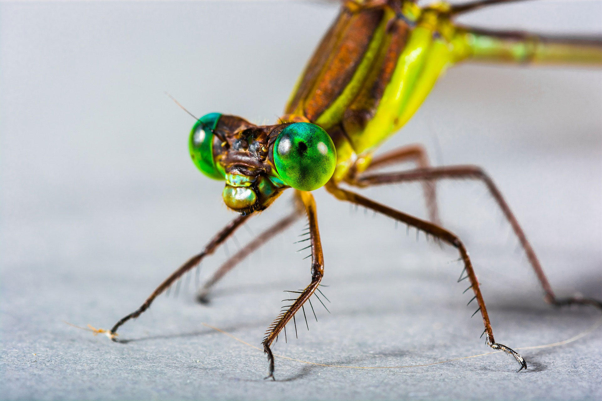 libellula Foto libellula