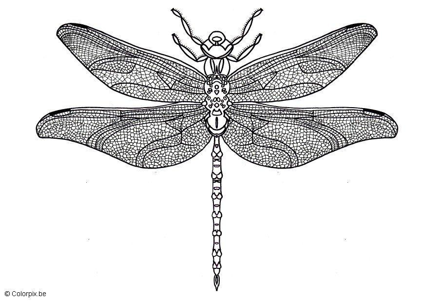 libellula Disegno da colorare libellula