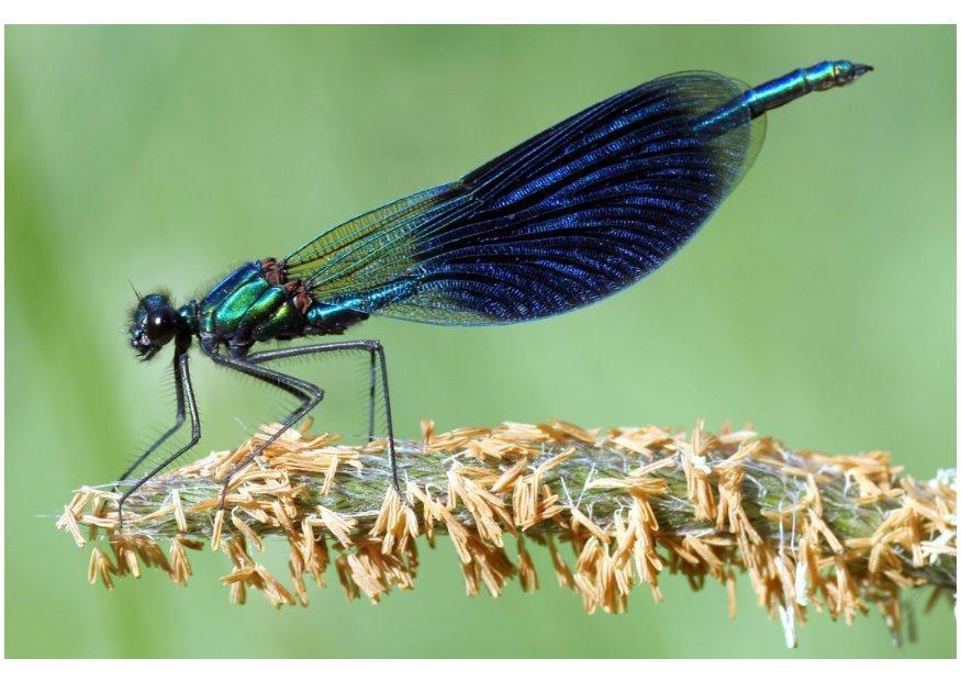 libellula Foto libellula
