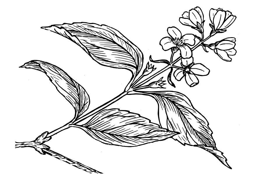 lillA Disegno da colorare lillA