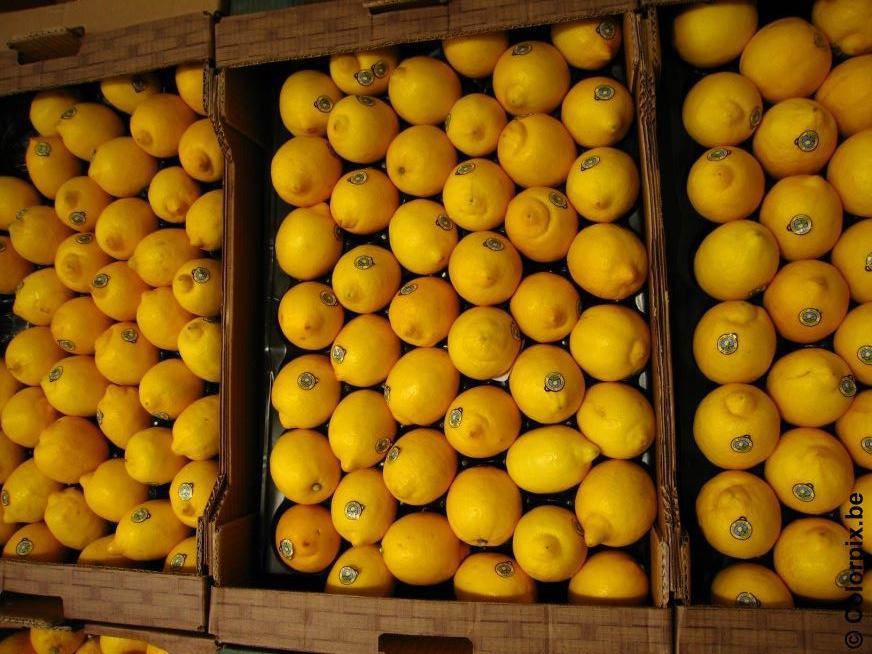 limoni Foto limoni
