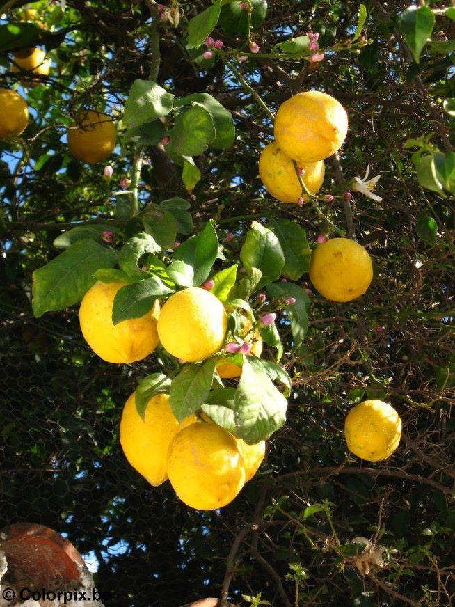 limoni Foto limoni