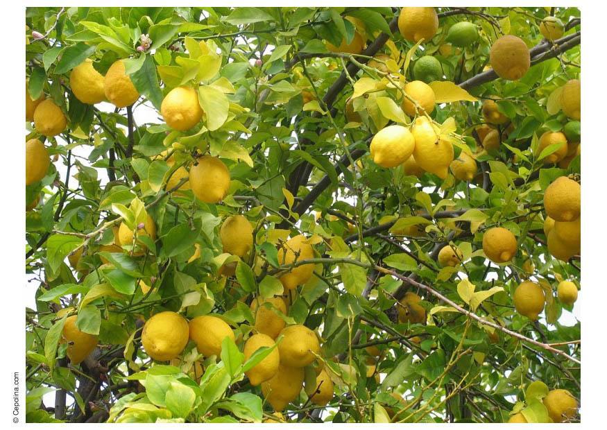 limoni Foto limoni