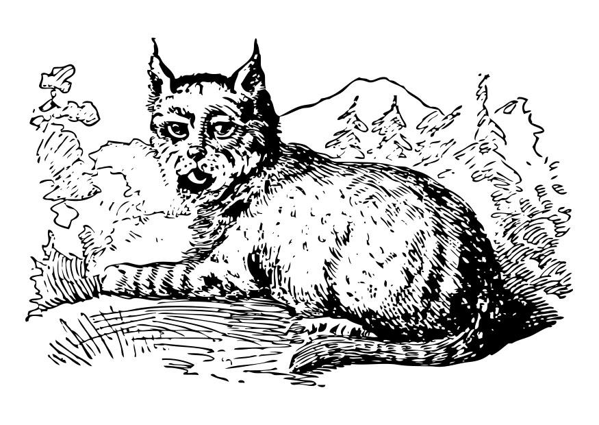 lince Disegno da colorare lince