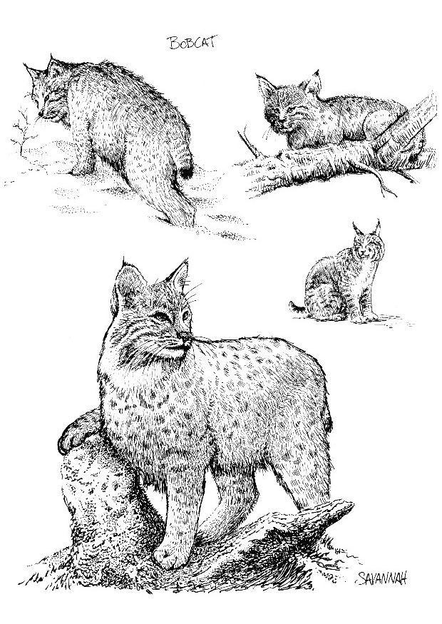 lince Disegno da colorare lince
