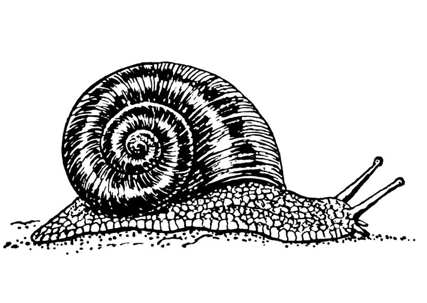lumaca Disegno da colorare lumaca