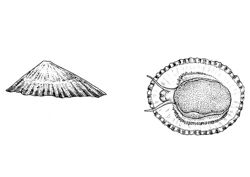 lumaca Disegno da colorare lumaca