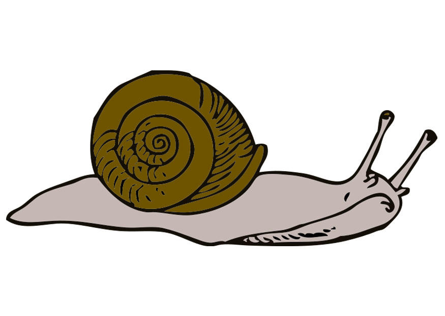 lumaca immagine lumaca