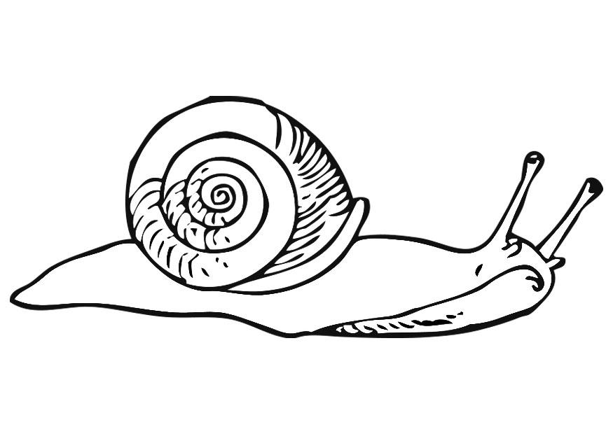 lumaca Disegno da colorare lumaca