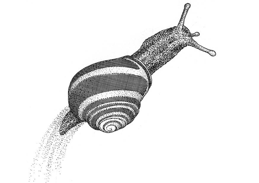 lumaca Disegno da colorare lumaca