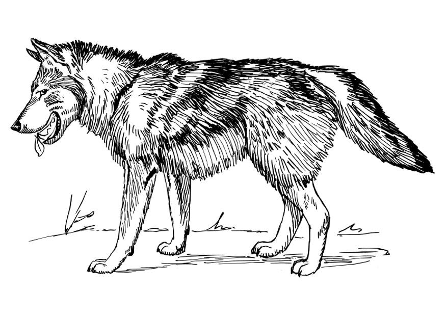 lupo Disegno da colorare lupo