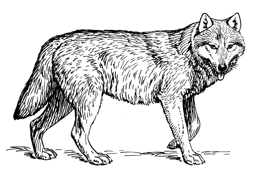 lupo Disegno da colorare lupo
