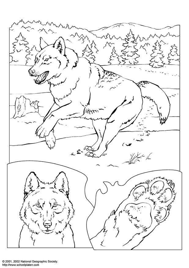 lupo Disegno da colorare lupo