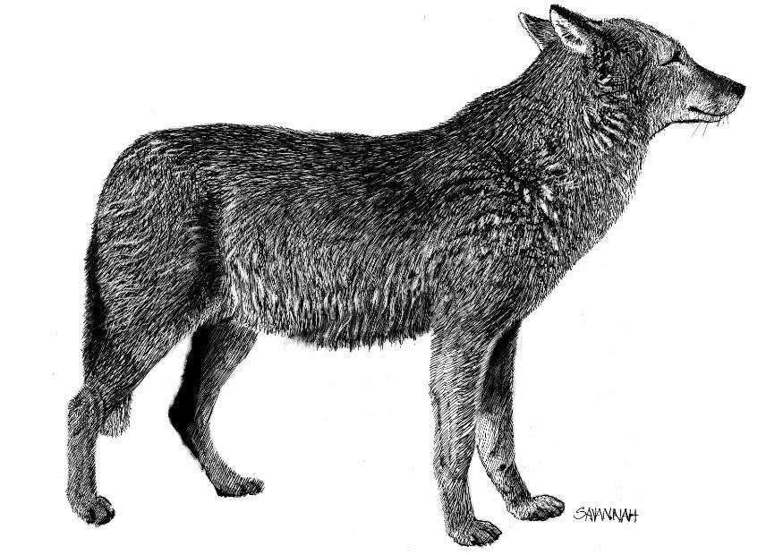 lupo Disegno da colorare lupo