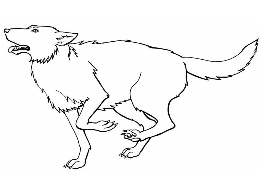 lupo Disegno da colorare lupo