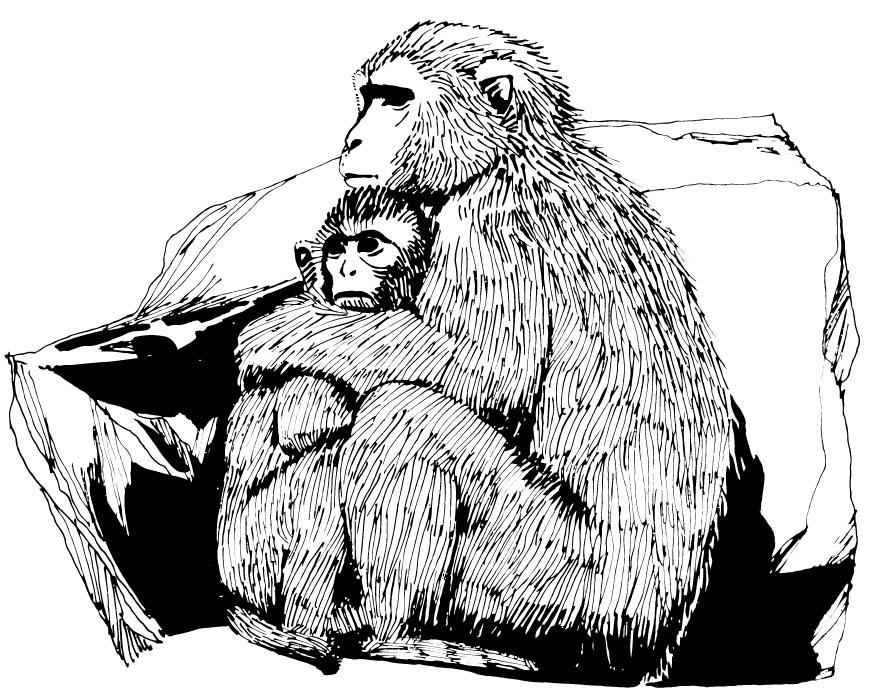 macaco Disegno da colorare macaco