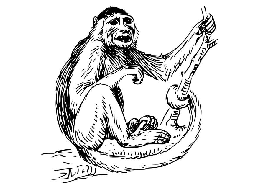 macaco cappuccino Disegno da colorare macaco cappuccino