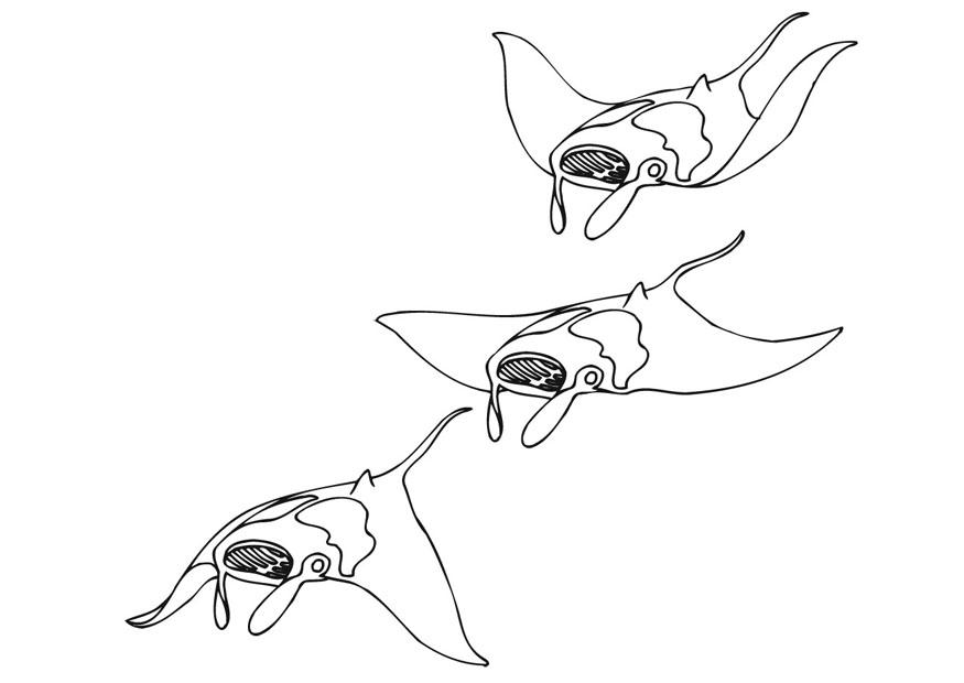 manta in mare Disegno da colorare manta in mare