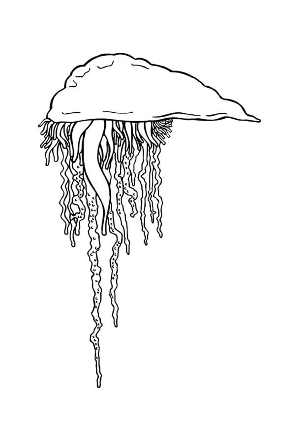 medusa Disegno da colorare medusa