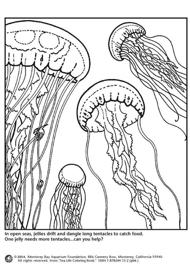 meduse Disegno da colorare meduse