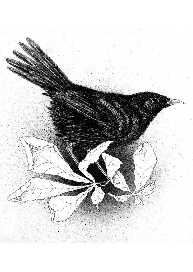 merlo Disegno da colorare merlo