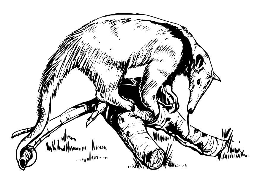 mirmicoleone Disegno da colorare mirmicoleone