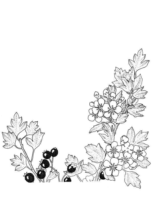 mirtilli e fiori Disegno da colorare mirtilli e fiori