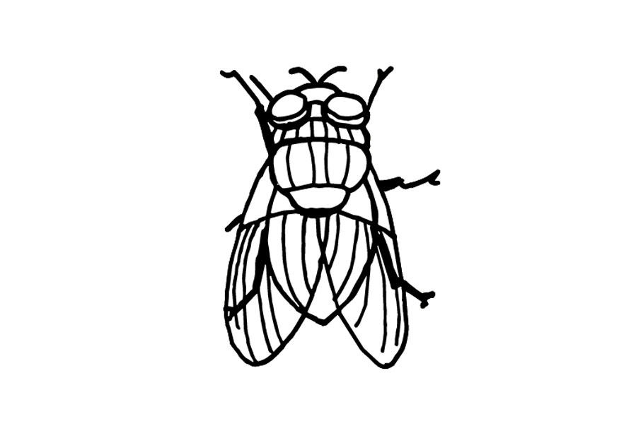 mosca Disegno da colorare mosca