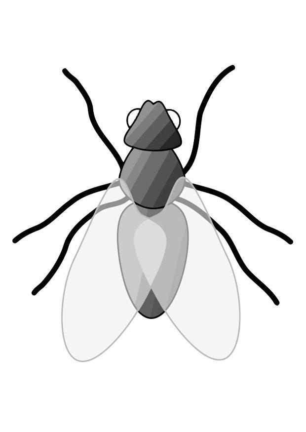 mosca Disegno da colorare mosca