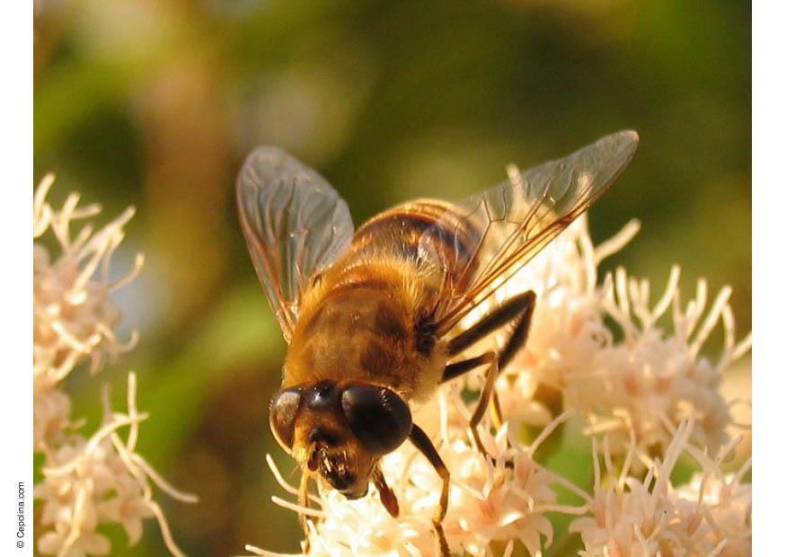 mosca Foto mosca