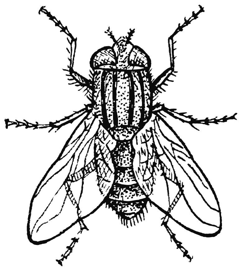 mosca domestica Disegno da colorare mosca domestica