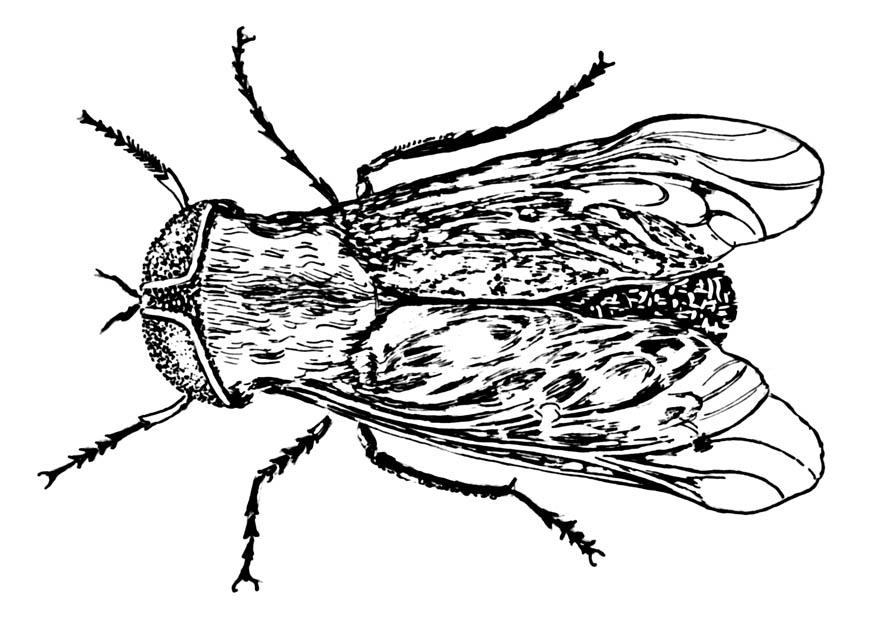mosca tafano Disegno da colorare mosca tafano
