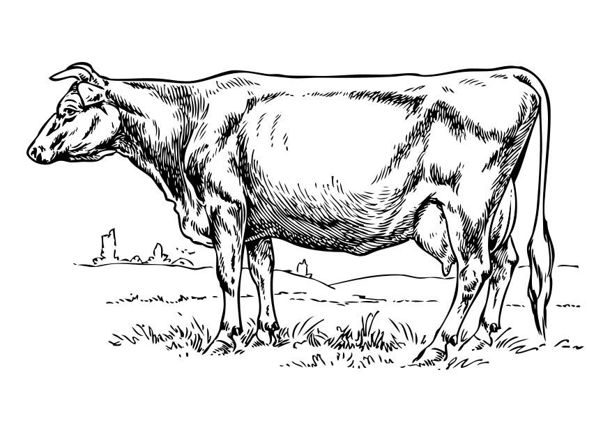 mucca Disegno da colorare mucca