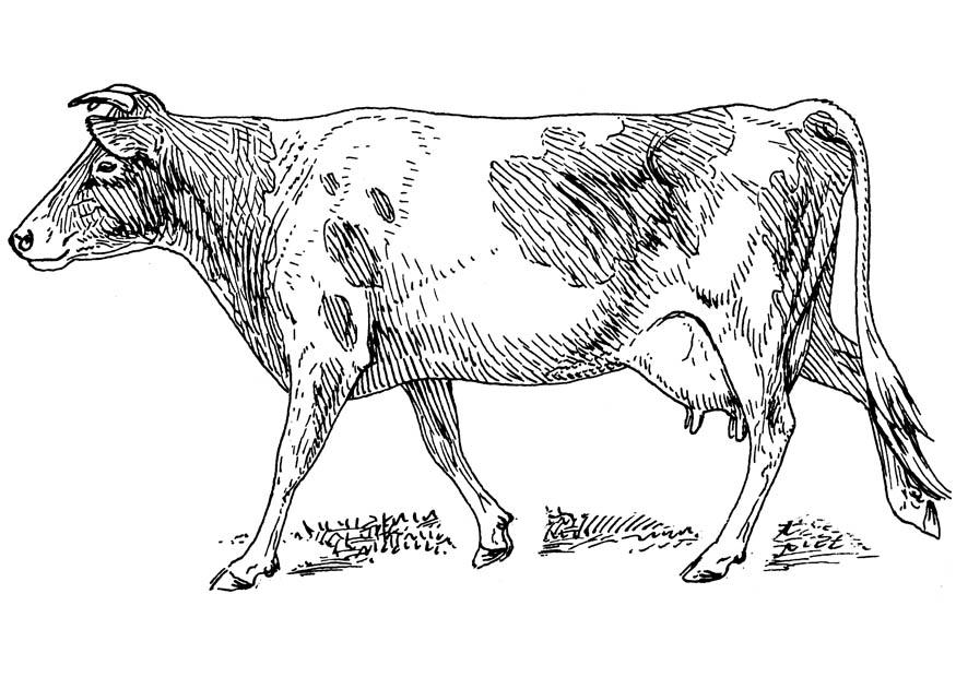 mucca Disegno da colorare mucca