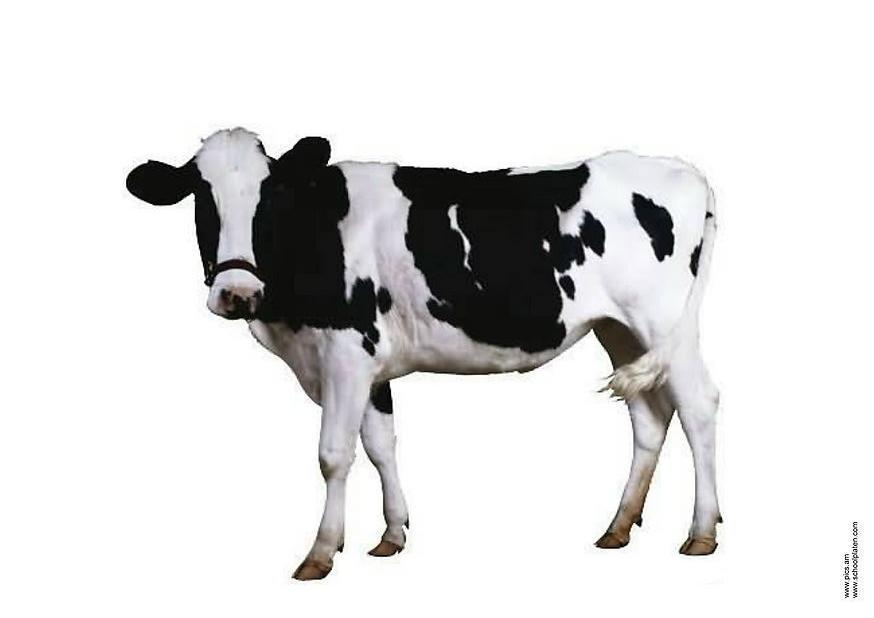 mucca Foto mucca