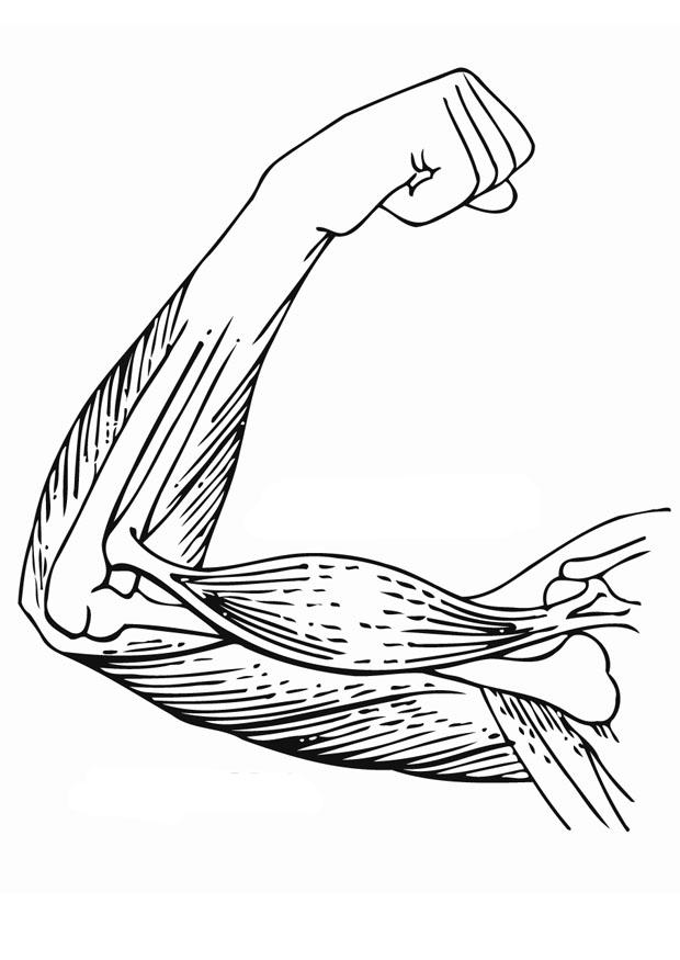 muscoli del braccio Disegno da colorare muscoli del braccio