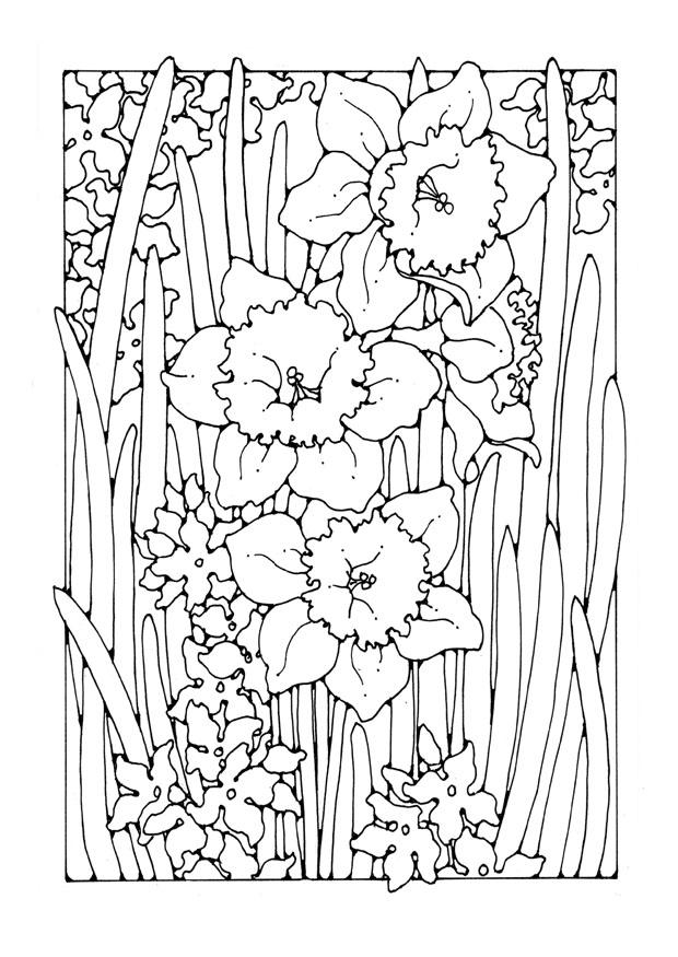 narciso Disegno da colorare narciso