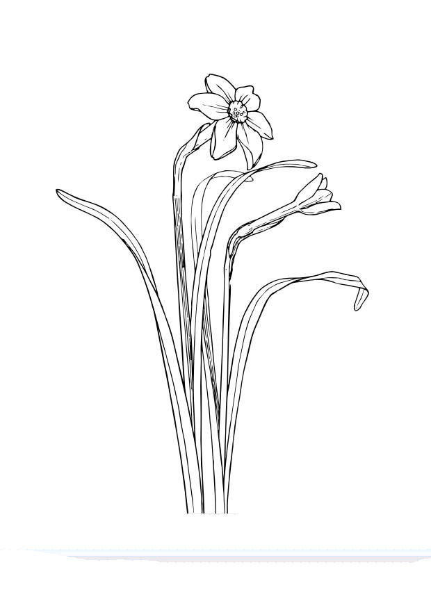 narciso Disegno da colorare narciso