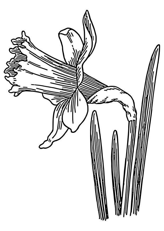 narciso selvaggio Disegno da colorare narciso selvaggio
